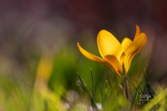 IMG_5121_Blumen_im_Garten