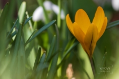 IMG_5135_Blumen_im_Garten