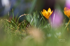 IMG_5137_Blumen_im_Garten