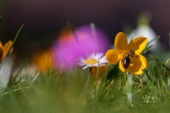 IMG_5140_Blumen_im_Garten