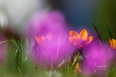 IMG_5142_Blumen_im_Garten