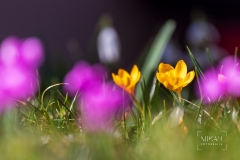 IMG_5149_Blumen_im_Garten