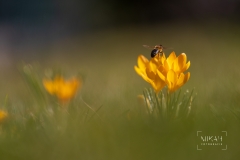 IMG_5163_Blumen_im_Garten