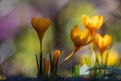 IMG_5166_Blumen_im_Garten
