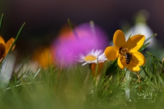 IMG_5139_Blumen_im_Garten