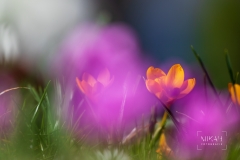 IMG_5141_Blumen_im_Garten