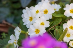 IMG_5174_Blumen_im_Garten
