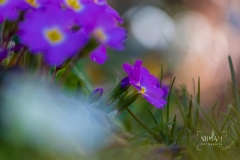 IMG_5185_Blumen_im_Garten