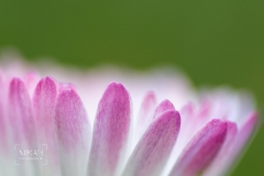 IMG_5275_Fruehlingsblumen_im_Garten_2020-04-11