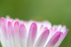 IMG_5276_Fruehlingsblumen_im_Garten_2020-04-11-2