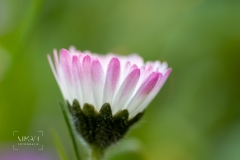 IMG_5276_Fruehlingsblumen_im_Garten_2020-04-11