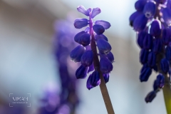 IMG_5283_Fruehlingsblumen_im_Garten_2020-04-11