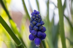 IMG_5285_Fruehlingsblumen_im_Garten_2020-04-11