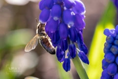 IMG_5298_Fruehlingsblumen_im_Garten_2020-04-11