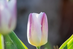 IMG_5334_Fruehlingsblumen_im_Garten_2020-04-11