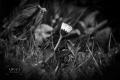 IMG_5343_Fruehlingsblumen_im_Garten_2020-04-11-2