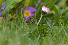 IMG_5343_Fruehlingsblumen_im_Garten_2020-04-11
