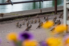 IMG_5637_Lindau_2020-06-08