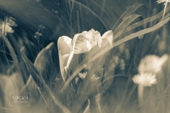IMG_5385_ICM_Tulpen_im_Garten_2020-04-12-2