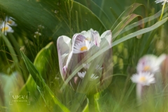 IMG_5385_ICM_Tulpen_im_Garten_2020-04-12