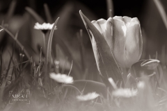 IMG_5389_ICM_Tulpen_im_Garten_2020-04-12-3