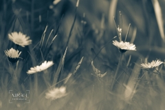 IMG_5390_ICM_Tulpen_im_Garten_2020-04-12-2