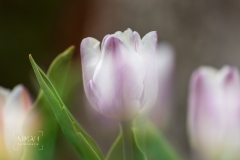 IMG_5394_ICM_Tulpen_im_Garten_2020-04-12