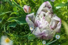 IMG_5397_ICM_Tulpen_im_Garten_2020-04-12