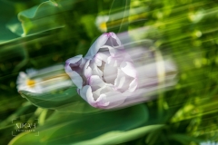 IMG_5400_ICM_Tulpen_im_Garten_2020-04-12