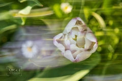 IMG_5406_ICM_Tulpen_im_Garten_2020-04-12