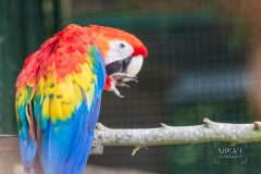 IMG_6487_Vogelpark_Marlow_2020-08-18