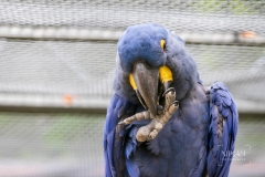 IMG_6489_Vogelpark_Marlow_2020-08-18