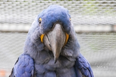 IMG_6494_Vogelpark_Marlow_2020-08-18