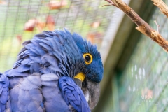 IMG_6495_Vogelpark_Marlow_2020-08-18