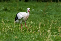 IMG_6497_Vogelpark_Marlow_2020-08-18