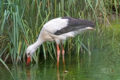 IMG_6505_Vogelpark_Marlow_2020-08-18