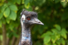 IMG_6520_Vogelpark_Marlow_2020-08-18