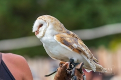 IMG_6558_Vogelpark_Marlow_2020-08-18