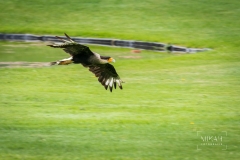 IMG_6577_Vogelpark_Marlow_2020-08-18