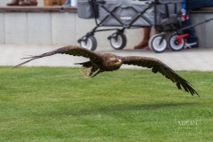 IMG_6633_Vogelpark_Marlow_2020-08-18
