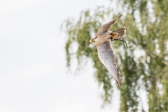 IMG_6664_Vogelpark_Marlow_2020-08-18