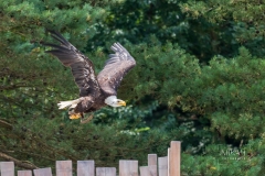 IMG_6693_Vogelpark_Marlow_2020-08-18
