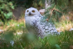 IMG_6799_Vogelpark_Marlow_2020-08-18