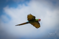 IMG_6815_Vogelpark_Marlow_2020-08-18