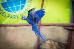 IMG_6851_Vogelpark_Marlow_2020-08-18