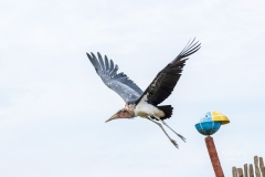 IMG_6922_Vogelpark_Marlow_2020-08-18