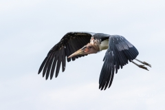 IMG_6926_Vogelpark_Marlow_2020-08-18