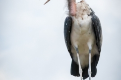 IMG_6928_Vogelpark_Marlow_2020-08-18