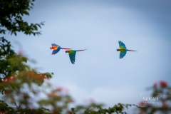IMG_6944_Vogelpark_Marlow_2020-08-18