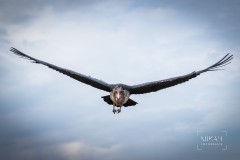 IMG_6953_Vogelpark_Marlow_2020-08-18